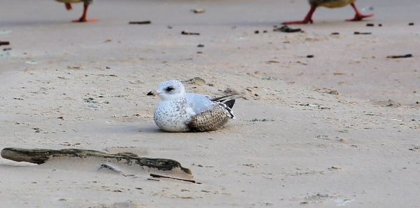 GAVIOTA DE DELAWARE en trofeo caza y conservación