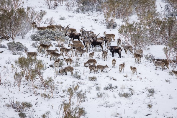 Macho montes en trofeo caza y conservación
