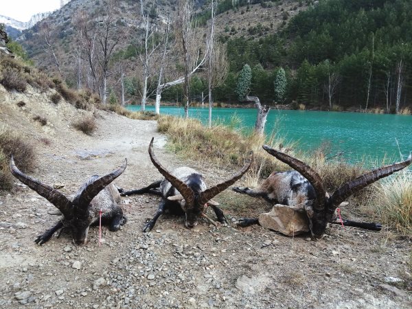 Machos monteses en trofeo caza y conservación