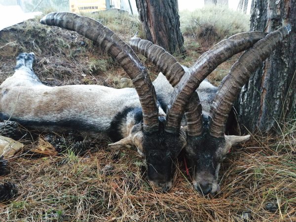 Momentos conel macho montes en trofeo caza y conservación