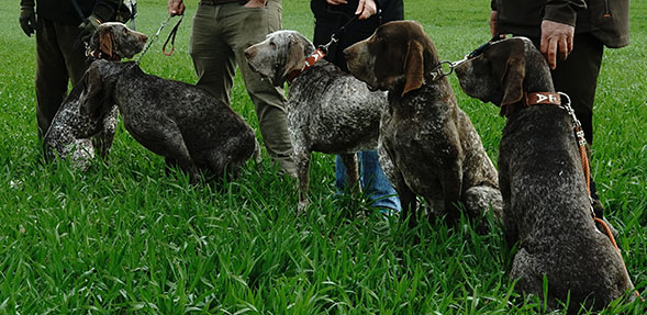 Perros participantes en la prueba del perdiguero de Burgos en Trofeo caza y conservación
