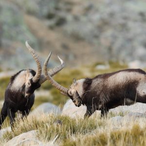Tema del mes en trofeo caza y conservación