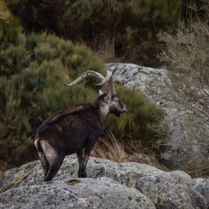 caza mayor en trofeo caza y conservación