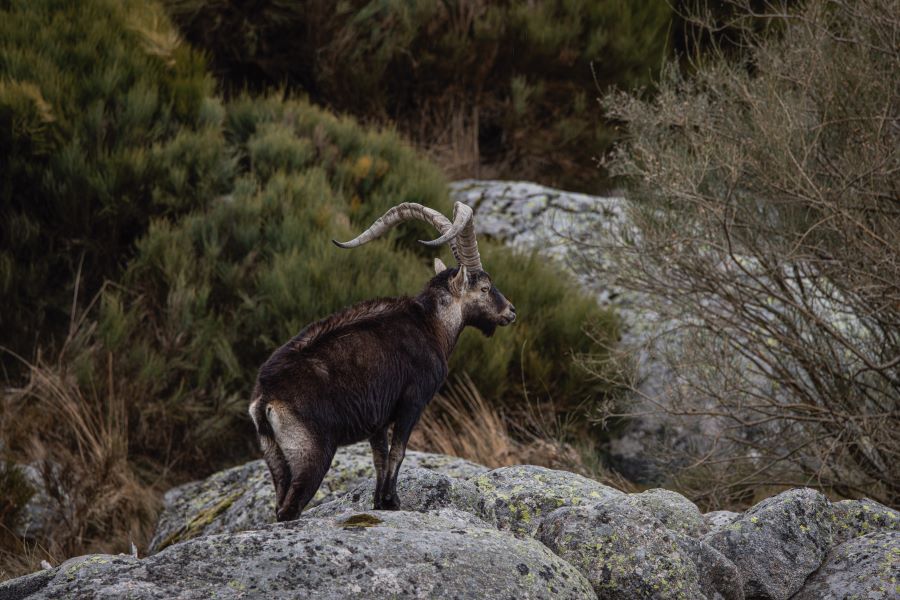 caza mayor en trofeo caza y conservación