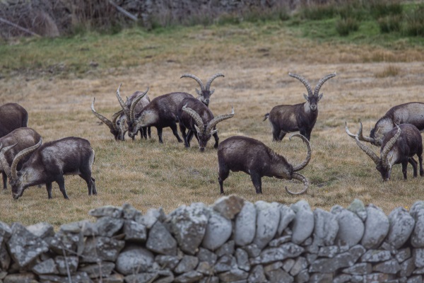 consejos macho montes en trofeo caza y conservación