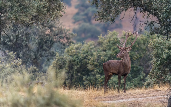 el rincon de polvorilla en trofeo caza y conservación