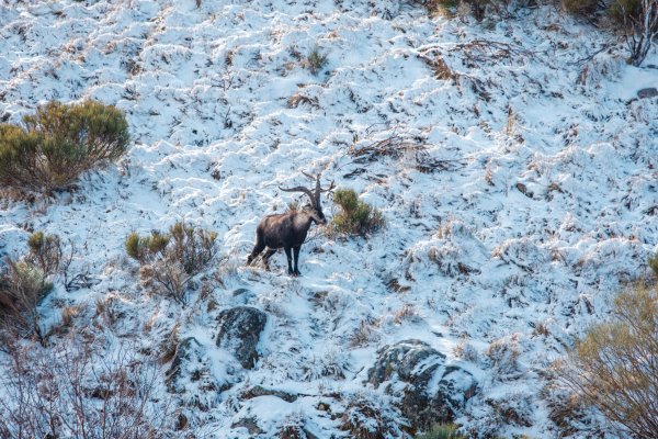 la caza mayor en trofeo caza y conservación
