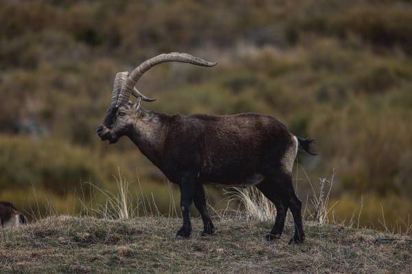 macho montes en gredos en trofeo caza y conservación