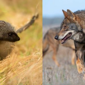 Guía de campo daños por meloncillo y lobo al ganado