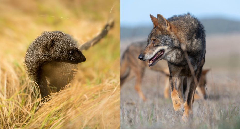 Guía de campo daños por meloncillo y lobo al ganado