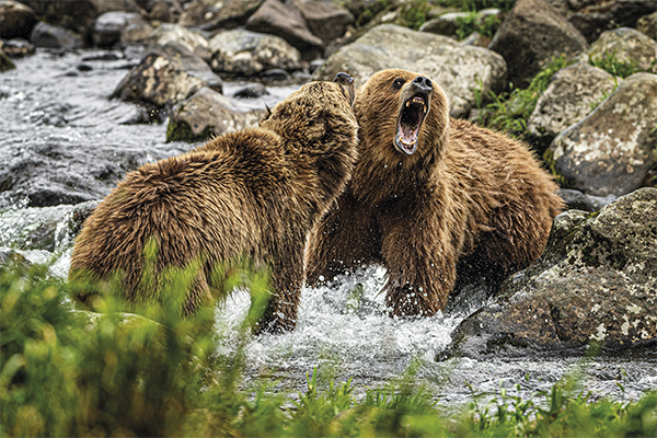 Osos de Kamchatka en Trofeo Caza y conservación 