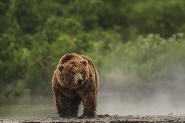 Oso de Kamchatka en Trofeo Caza y conservación 