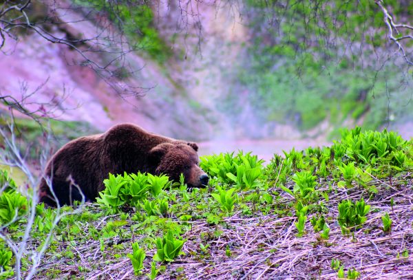 Oso de Kamchatka en Trofeo Caza y conservación.