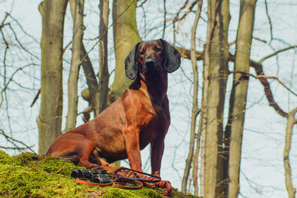 Perro de caza Bolo de raza alemana mostrando su olfato en la montería en Trofeo caza y conservacion