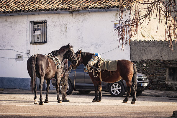 Caballos en Robledo Buey en Trofeo caza y conservacion