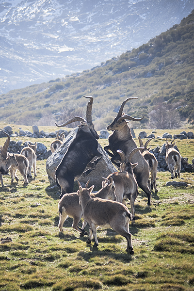Cabras de montaña femeninas y juveniles tomada en la Sierra de Gredos en trofeo caza y conservacion