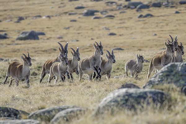 Cabras de montaña femeninas y juveniles en la Sierra de Gredos en trofeo caza y conservacion