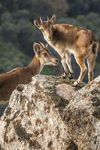 Cabras montesas en Sierra Nevada en Trofeo caza y conservacion