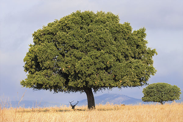 Ciervo bajo el árbol en Trofeo caza y conservacion