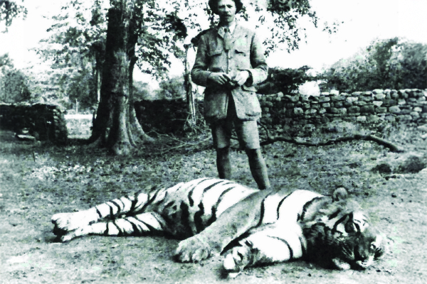 Corbett con el gigantesto tigre llamado `El soltero de Powalgarth´ pues nunca se le vio en compañía de ninguna hembra.