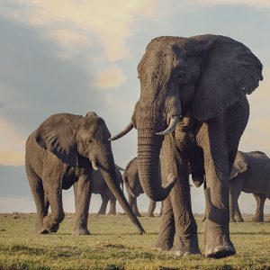 Elefante de Botsuana realidad poblacional, sostenibilidad y conflicto con Occidente en Trofeo caza y conservacion