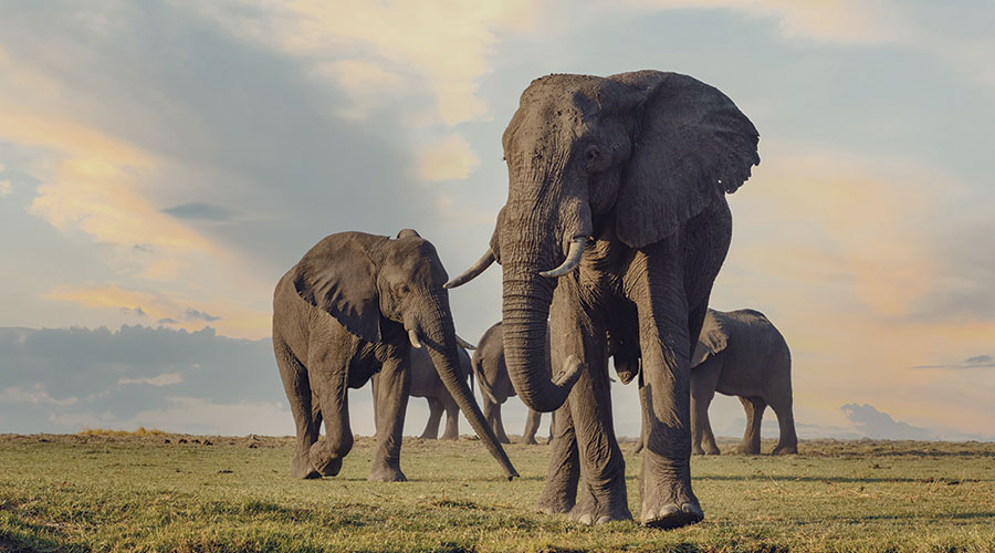 Elefante de Botsuana realidad poblacional, sostenibilidad y conflicto con Occidente en Trofeo caza y conservacion