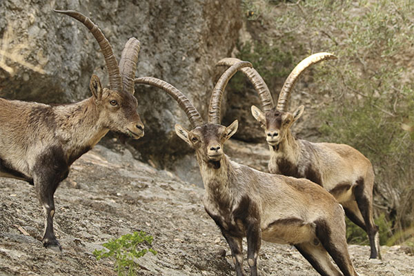 Grupo de cabras montesas de Ronda, Beceite, Sierra Nevada y Gredos en Trofeo caza y conservacion