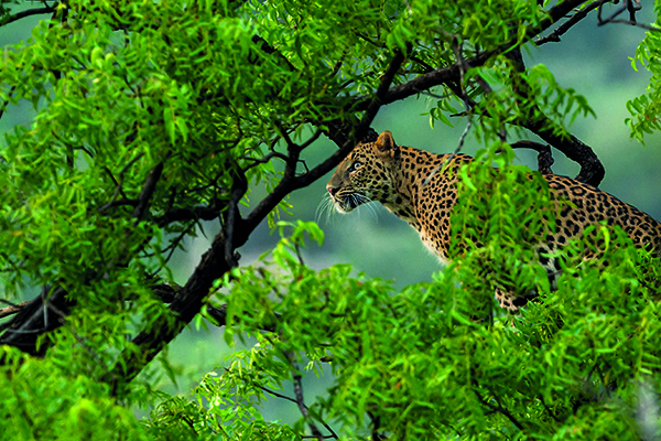 Leopardo en Trofeo caza y conservacion