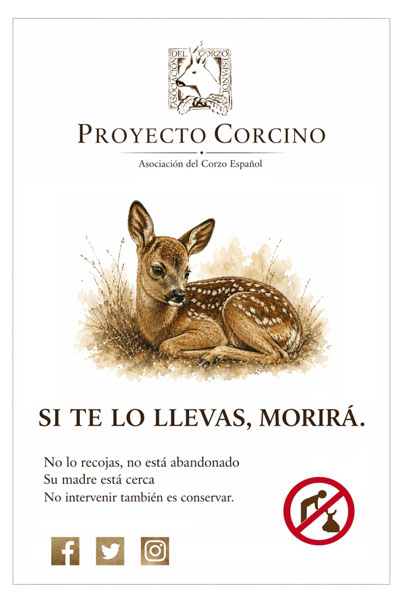 Proyecto Corcino 2026 campaña de la ACE para proteger a los corzos jóvenes en España en Trofeo caza y conservacion