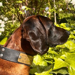 Sabueso de Baviera (Bayrischer Gebirgsschweißhund) en Trofeo caza y conservacion