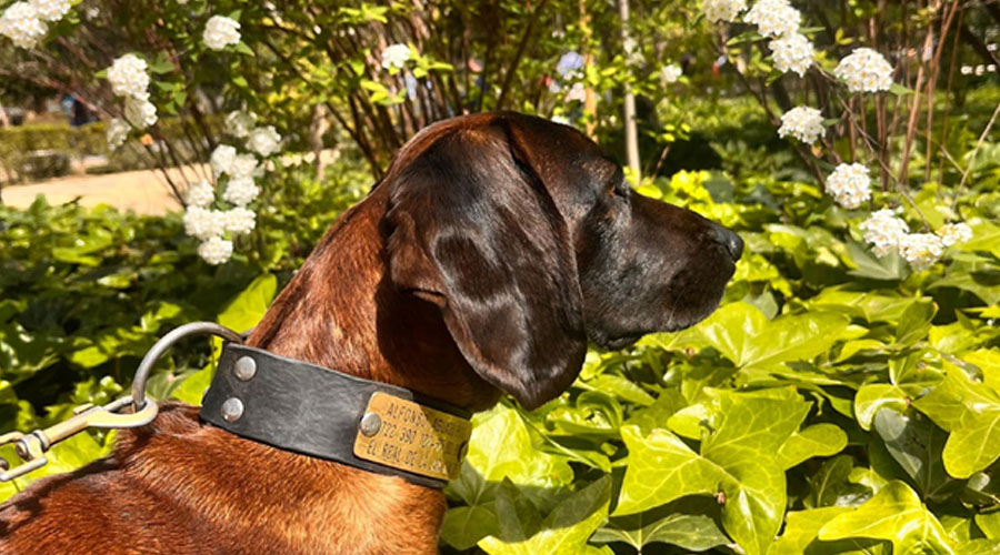 Sabueso de Baviera (Bayrischer Gebirgsschweißhund) en Trofeo caza y conservacion
