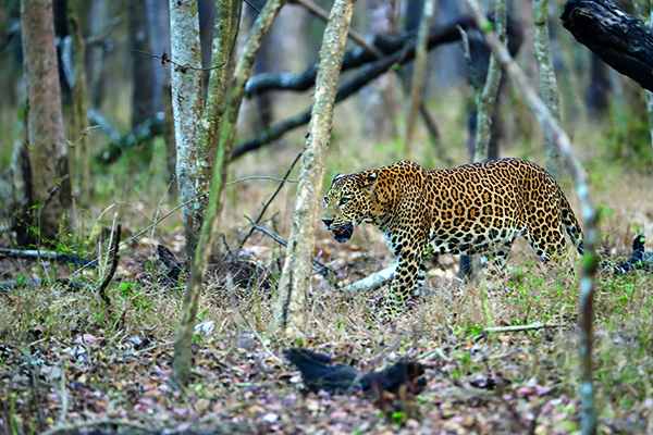 Leopardo en Trofeo caza y conservacion
