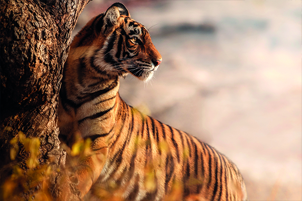 Tigre en Trofeo caza y conservacion