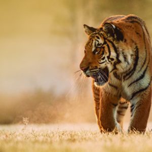 Tigre en Trofeo caza y conservacion