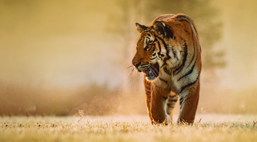Tigre en Trofeo caza y conservacion