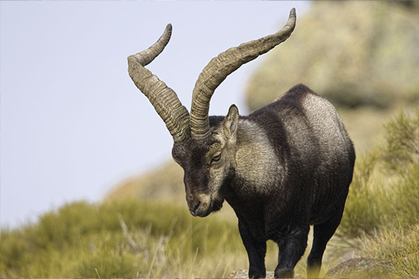 macho montés en Ronda en Trofeo caza y conservacion
