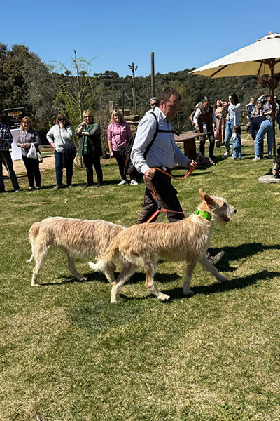 Muestra de perro de rastro en la III Convivencia de Fin de Temporada de Caza en trofeo caza y conservacion