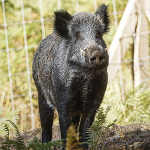 Jabalí europeo en libertad como ejemplo de sobrepoblación de fauna en Europa en Trofeo caza y conservacion