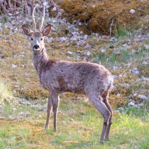 Aparición de lesiones parasitarias en corzos en Trofe caza y conservación