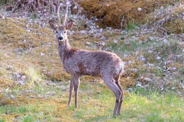 Aparición de lesiones parasitarias en corzos en Trofe caza y conservación
