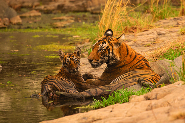 tigre y su cria en Trofeo caza y conservacion