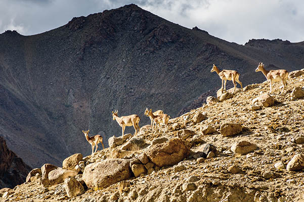 Urial, el carnero de Armenia en Trofeo caza y conservacion