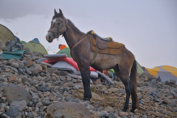 Caballos para el transpoete entre montañas en Irán en Trofeo caza y conservacion