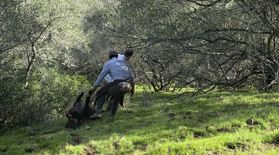Arrastre de una monteria de jabalí en Trofeo caza y conservación