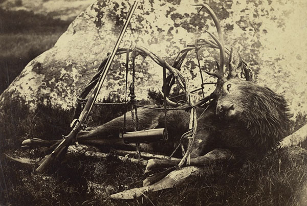 Ciervo muerto en un cabestrillo tras una partida de caza. Horatio Ross, 1850 en Trofeo Caza y conservacion