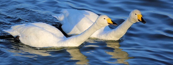 Cisne Cantor