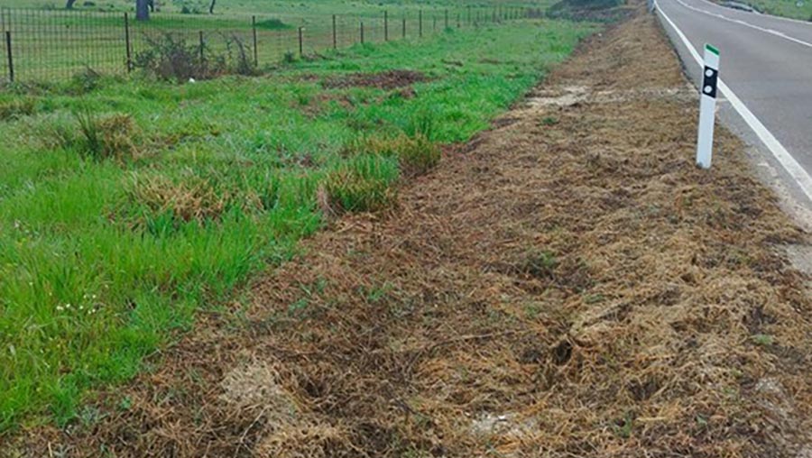 Cuneta de carretera en Extremadura en Trofeo caza y conservacion