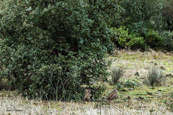 La caza de la perdiz con reclamo en Trofeo caza y conservacion