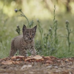 Recuperación del lince ibérico