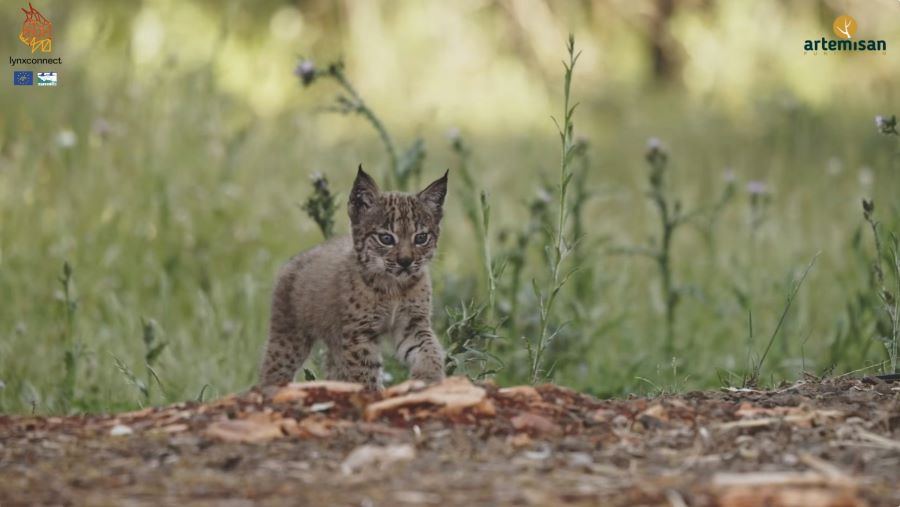 Recuperación del lince ibérico